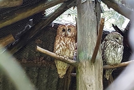 Vogelstation Osterode nahe der Eulenburg